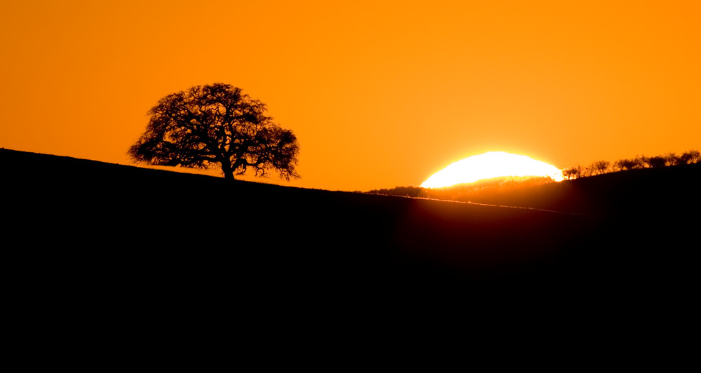 Sunset Oak by Josh Kimball Photography