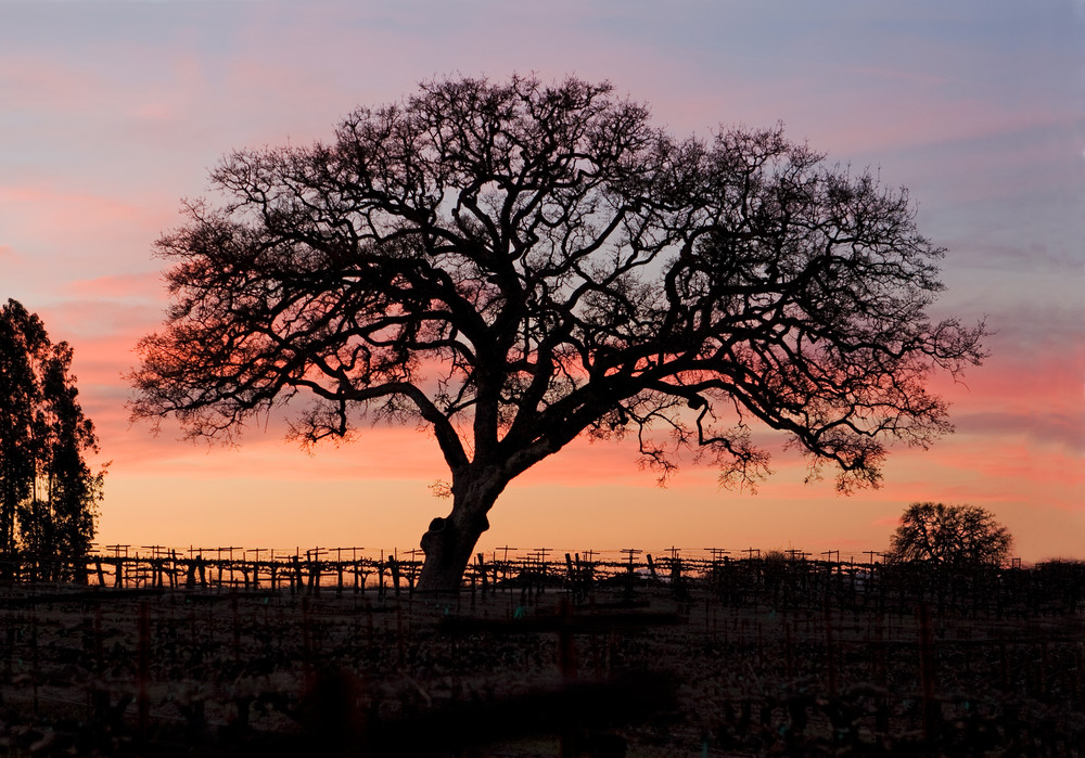 Winter Oak by Josh Kimball Photography