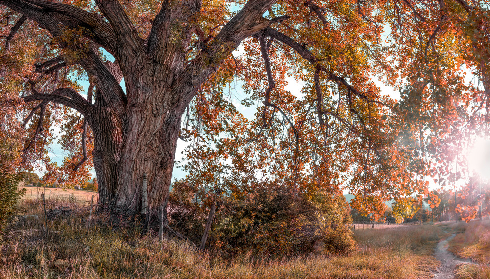 Golden Light Collection - color | End of Summer Cottonwood. A beautiful old cottonwood in the fall. Fine art color photograph by David Zlotky.