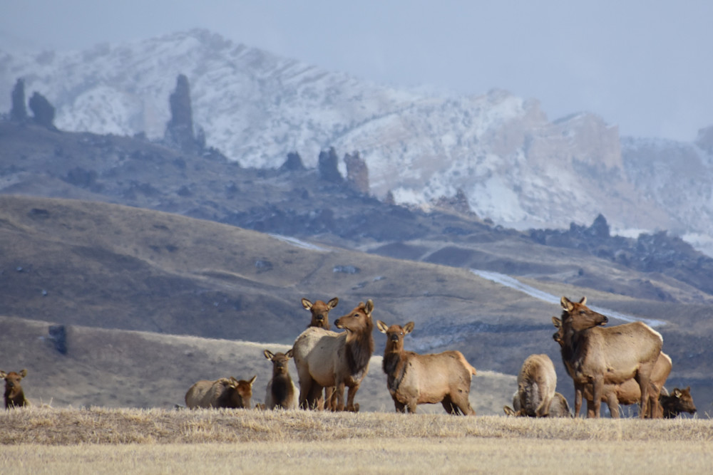Photograph Of Cow Elk In Wapiti Wyoming For Sale As Fine Art