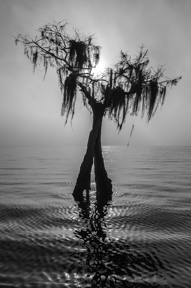 Lone Lake Tree