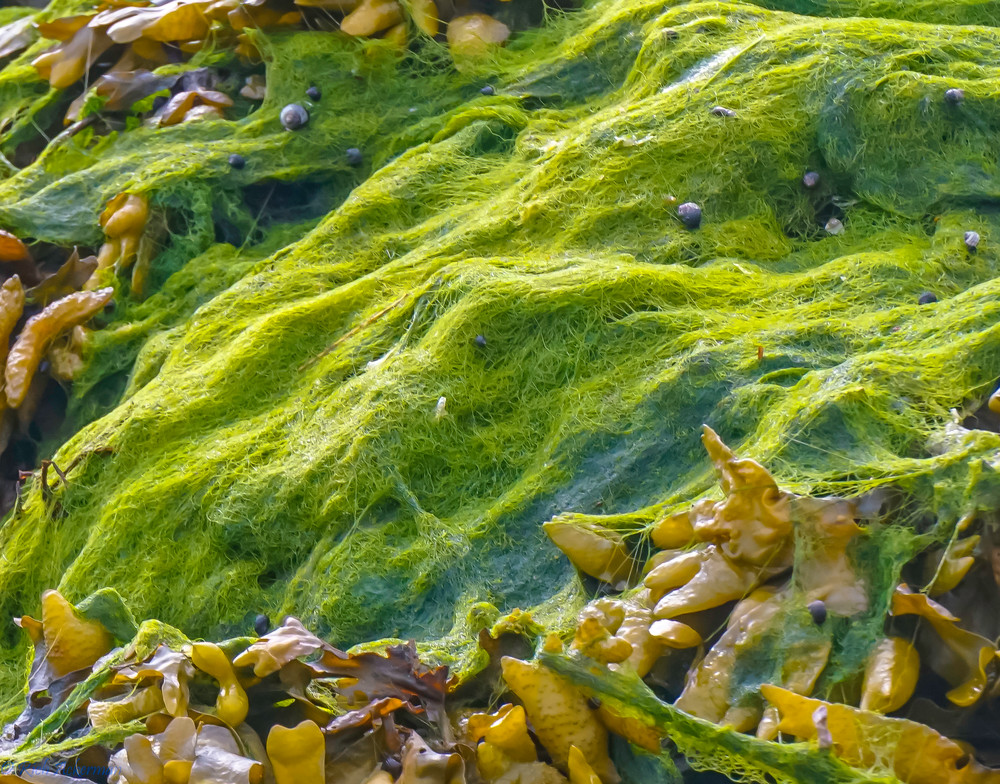 Seaweed & Kelp #1 Eliza Lake | Admiralty Island