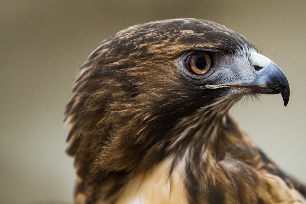Red Tailed Hawk Photo | Raptor Fine Art Photographs | Nathan Larson
