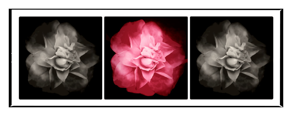 Photographs of three flowers in black and white and color.