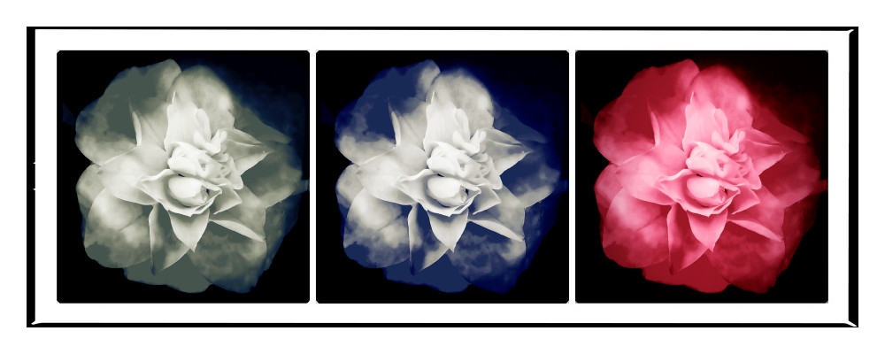Photograph of flowers in color and black and white.  