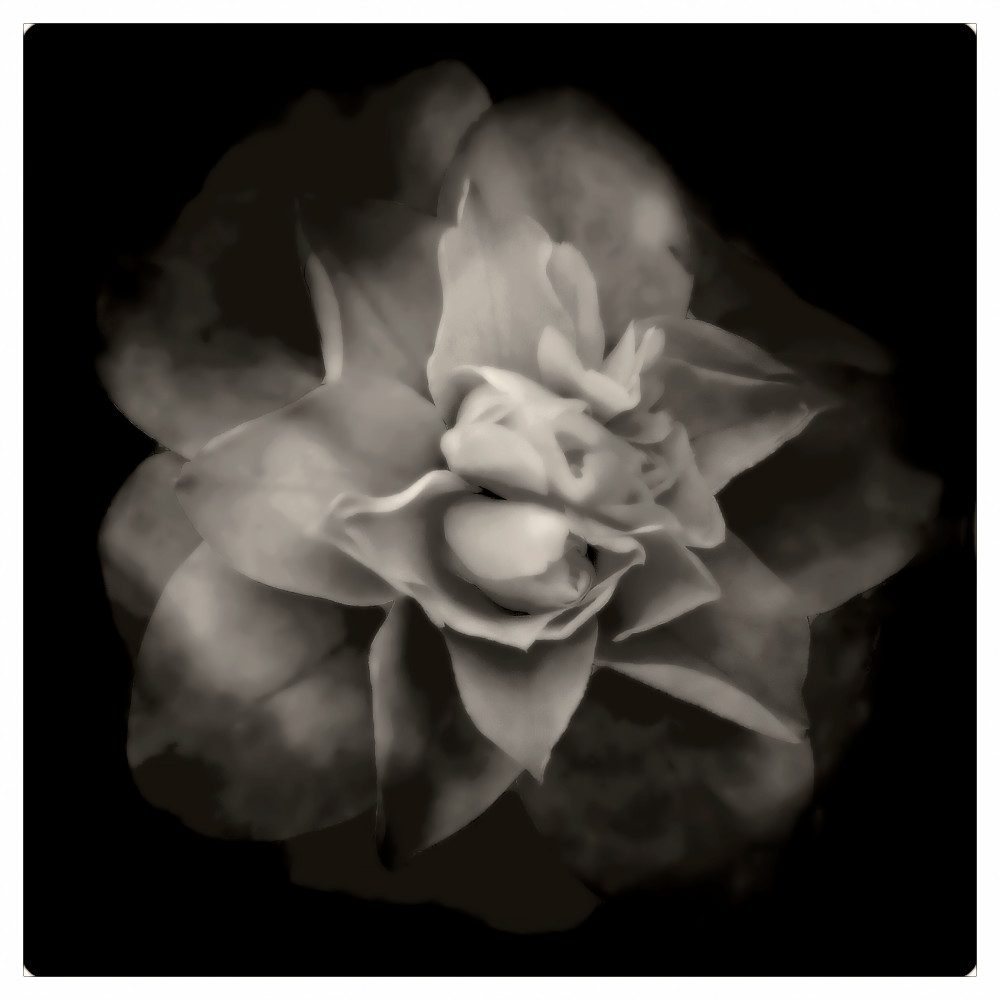 Personal Photographs for Public Spaces -- black and white flower.