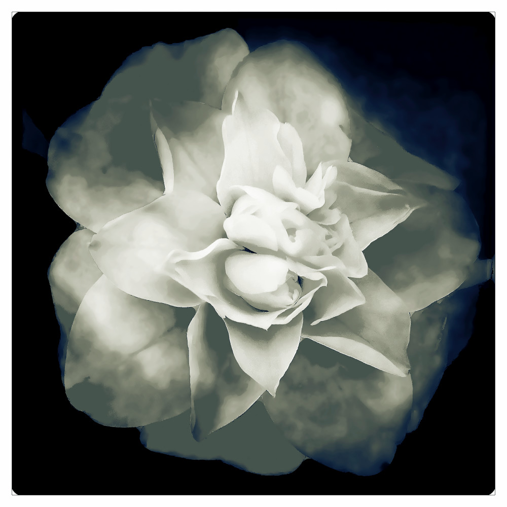 Personal Photographs for Public Places.  Understated elegant photograph of flower.  