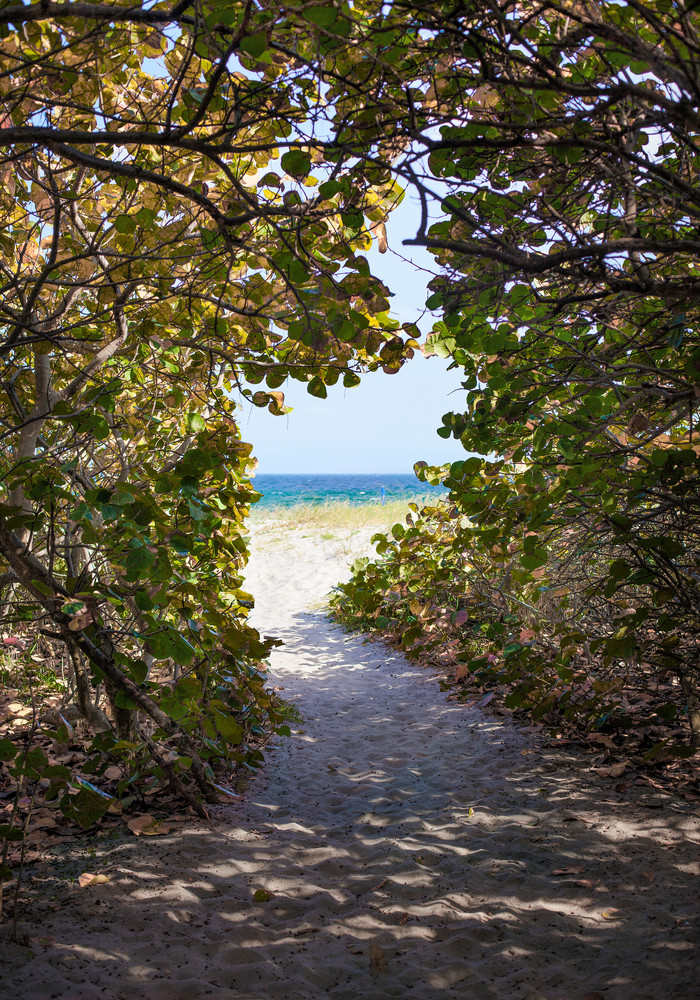 If You Love Trees - color | Path to the Sea, Delray Beach - color. This beautiful tree lined pathway leads to the ocean at Delray Beach, Florida. Fine art color photograph by David Zlotky.