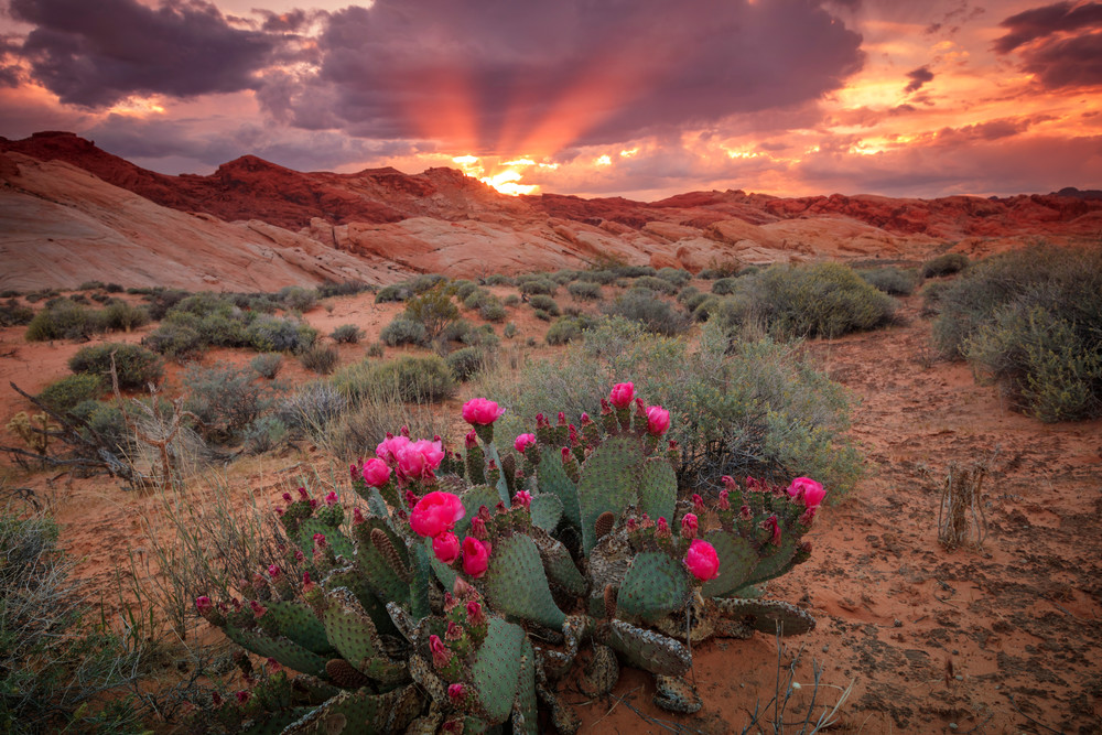 desert dusk rays
