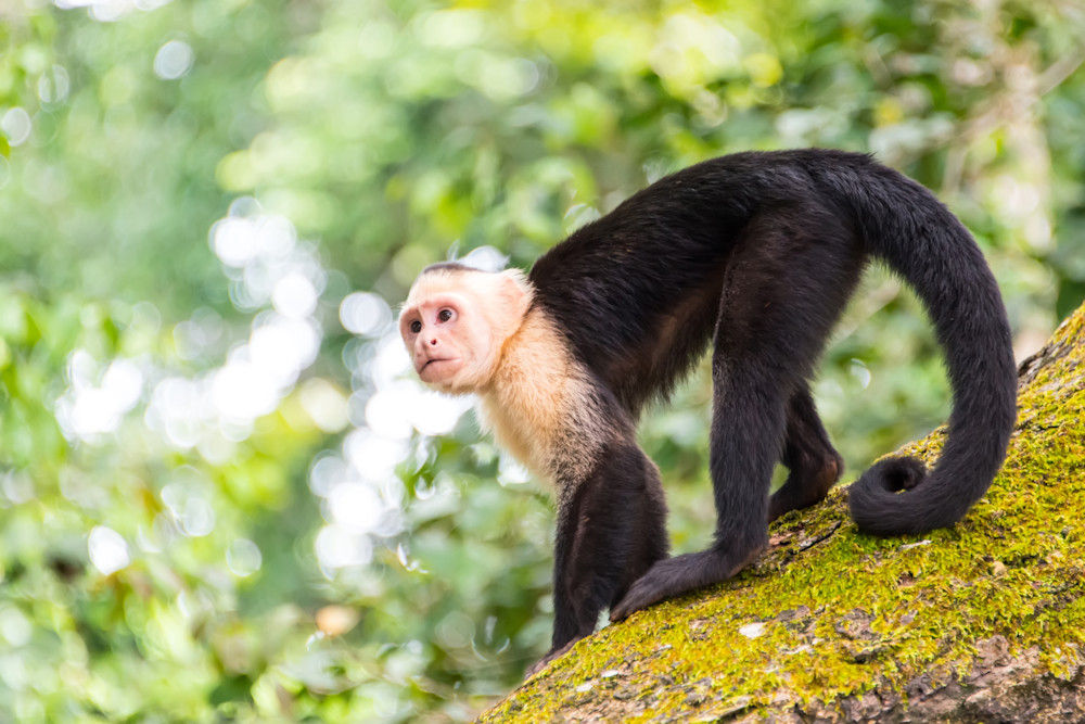 Capuchin Monkey