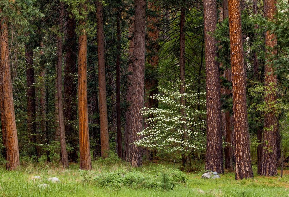 Lone Dogwood Photography Art | Gale Ensign Photography