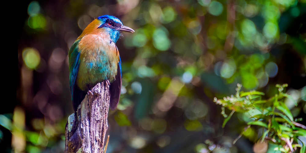 Blue Visitor - Monteverde, Costa Rica