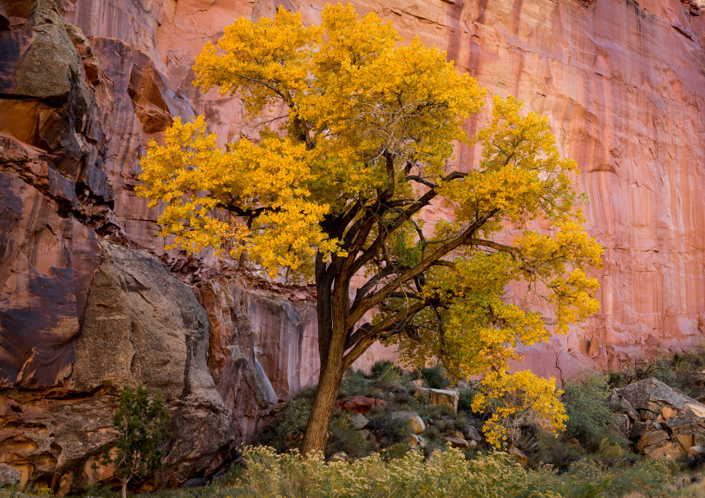 Capital Reef Cottonwood Photography Art | Gale Ensign Photography