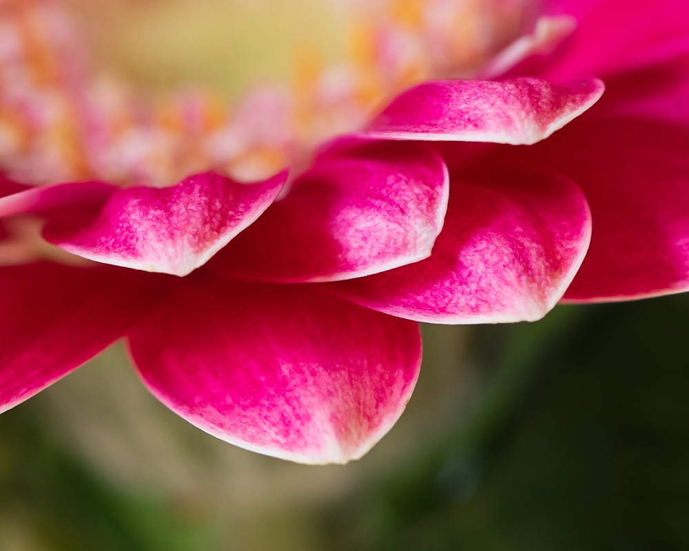Fine art flower photography spring color pink splash