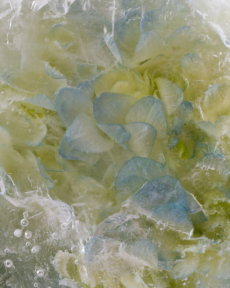 Fine art flower photograph hydrangea frozen ice floral photography