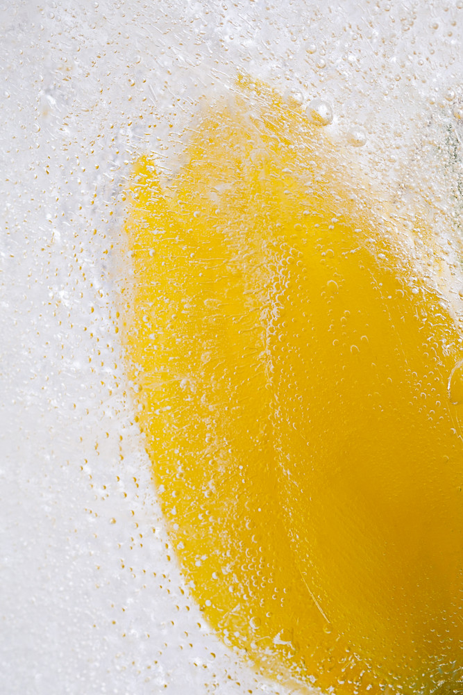 Fine art flower photograph yellow tulip frozen ice floral photography