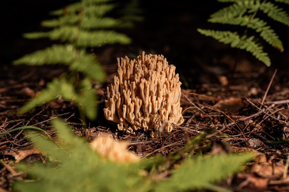 The Mushroom Chronicles 47 The Mushroom Chronicles 47