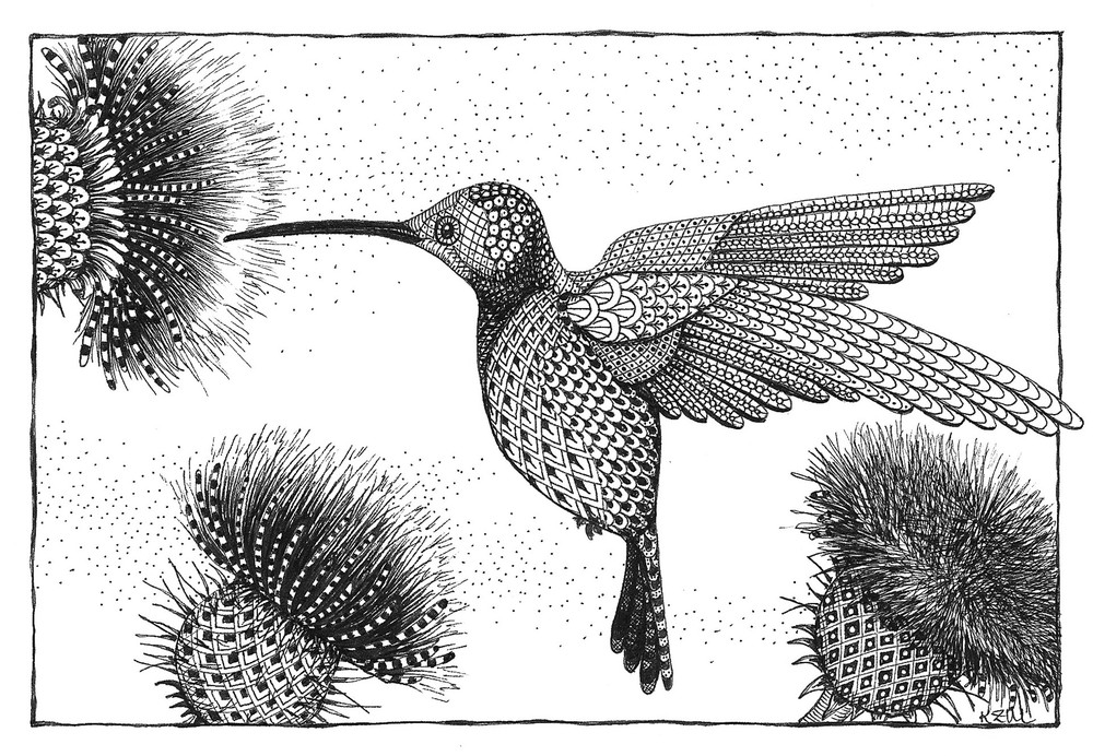 Hummingbird and Thistle