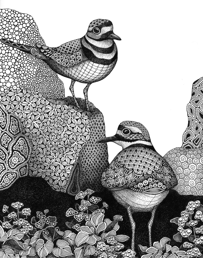 Killdeer Plover Killdeer Plover