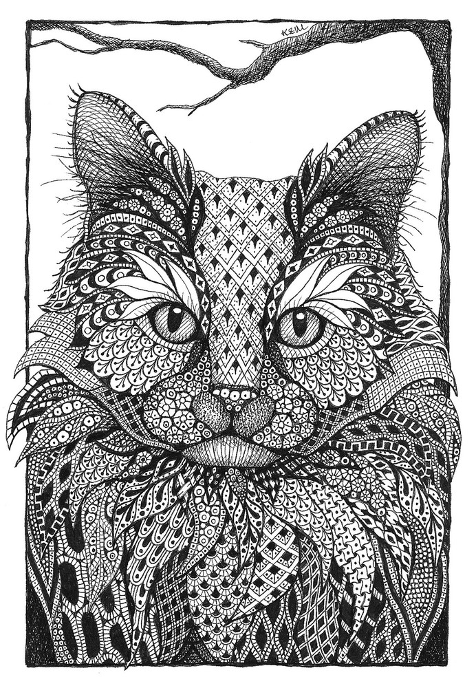 Long Haired Cat