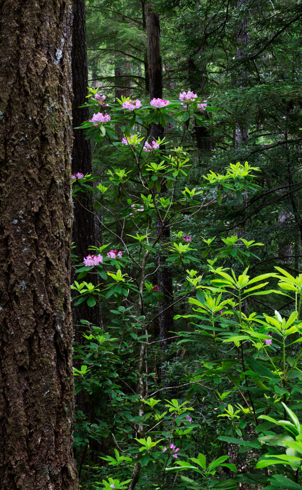 Rhododendron Vertical 1 Photography Art | Gale Ensign Photography