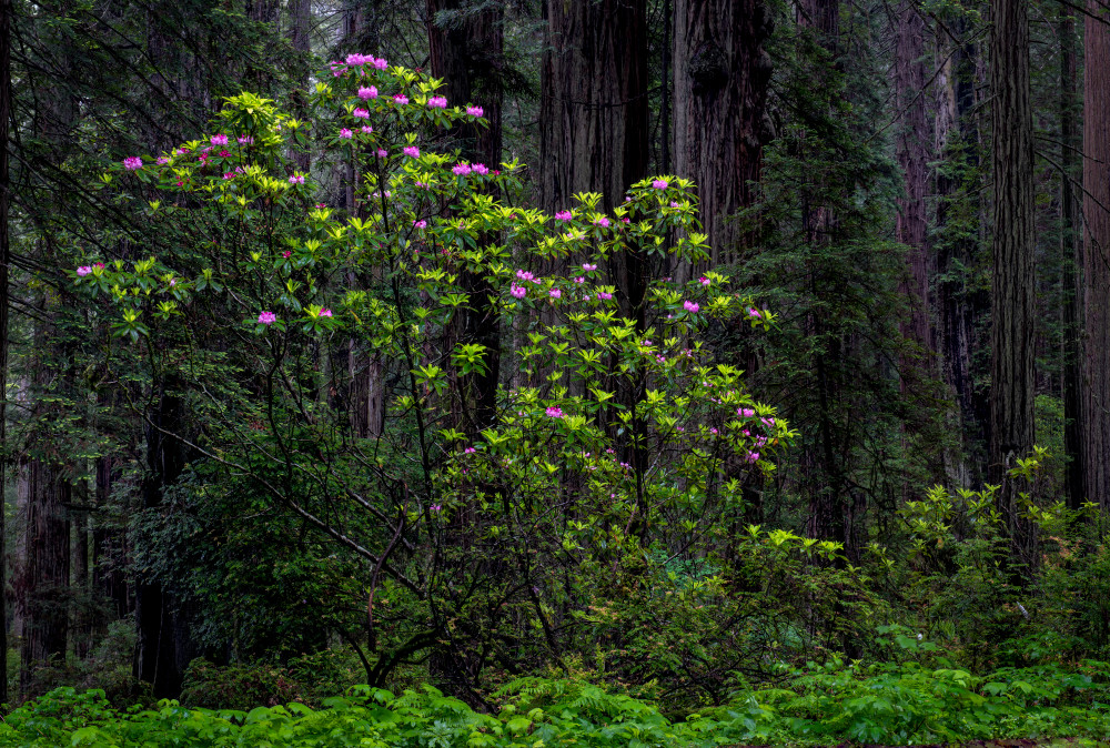 Rodies Beside The Road Photography Art | Gale Ensign Photography