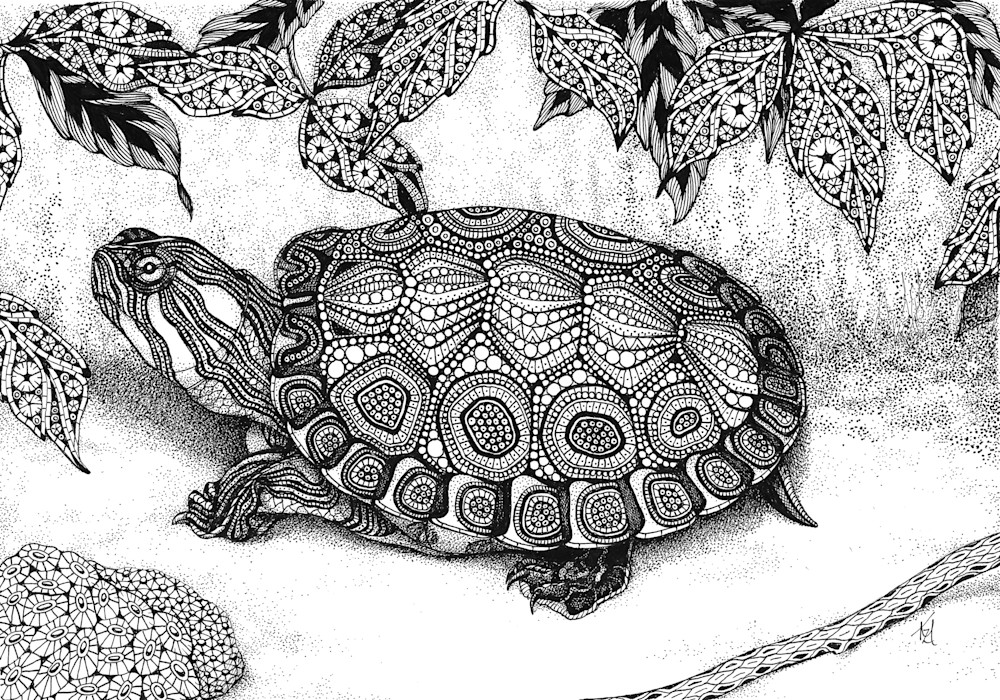 Wood Turtle Wood Turtle