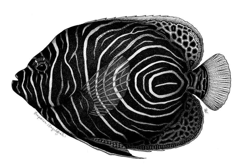 Emporer Angelfish