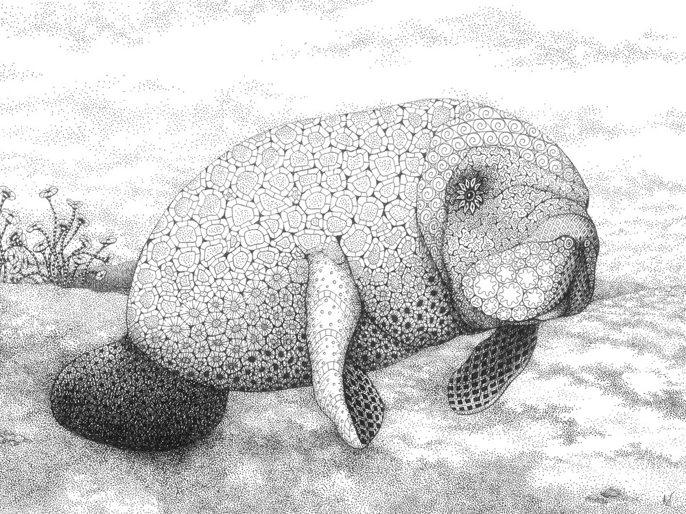 Manatee