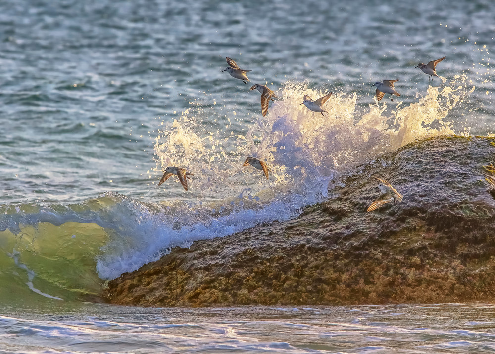 Sanderling Rock And Waves Art | Michael Blanchard Inspirational Photography - Crossroads Gallery