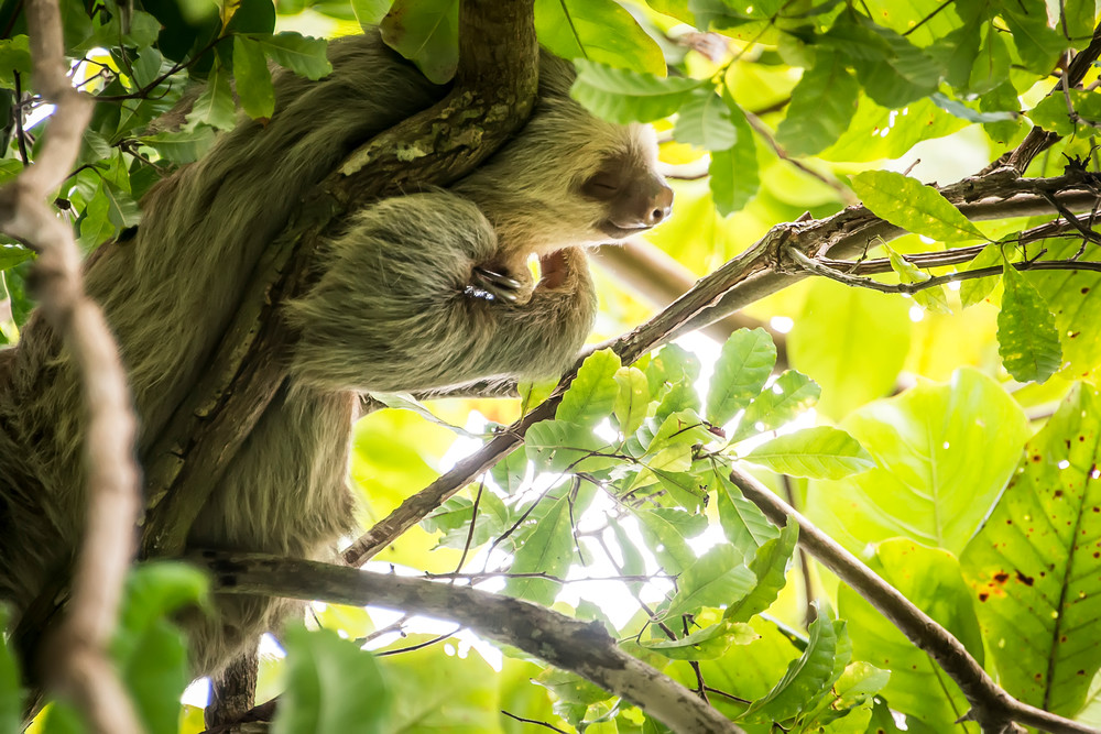 Two Toed Sloth