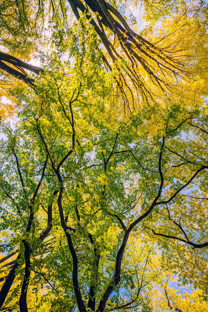 Central Park Gathering | Kirby Trapolino Fine Art Photography