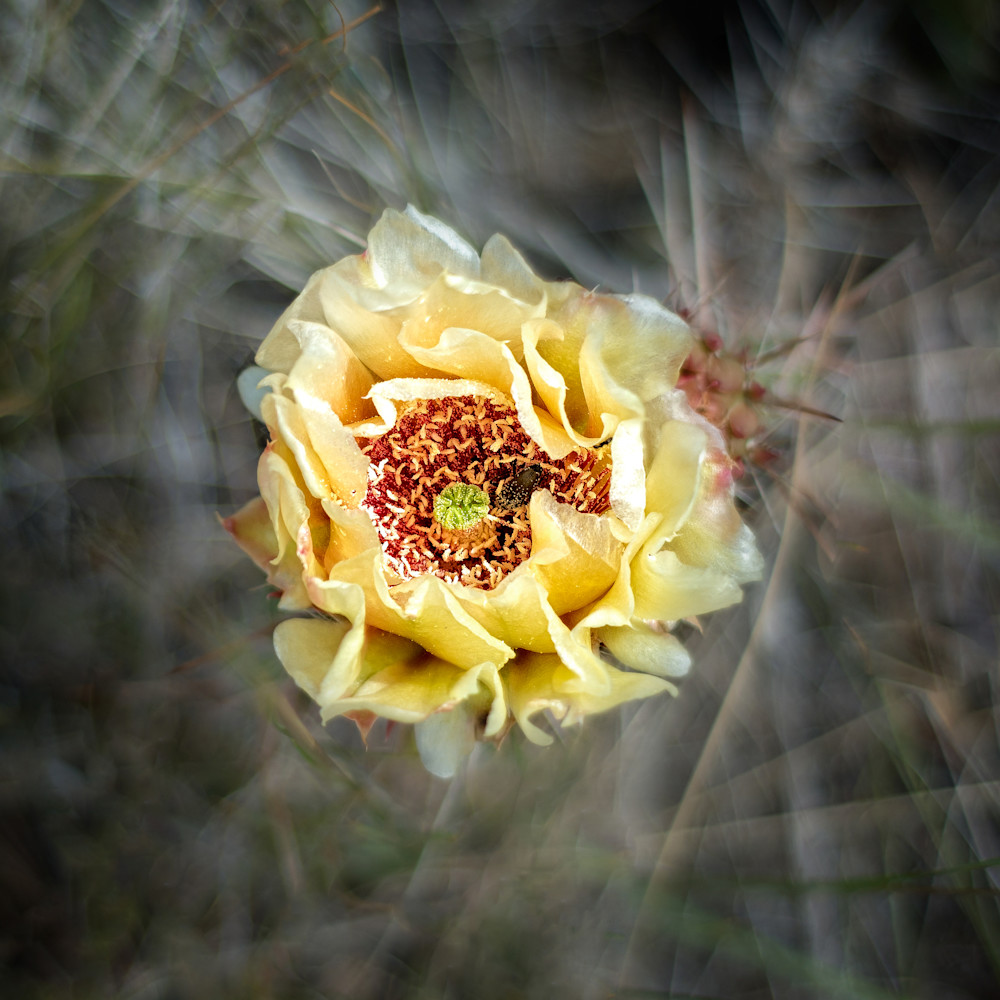 Cactus Flower Art | Craig Edwards Fine Art Images
