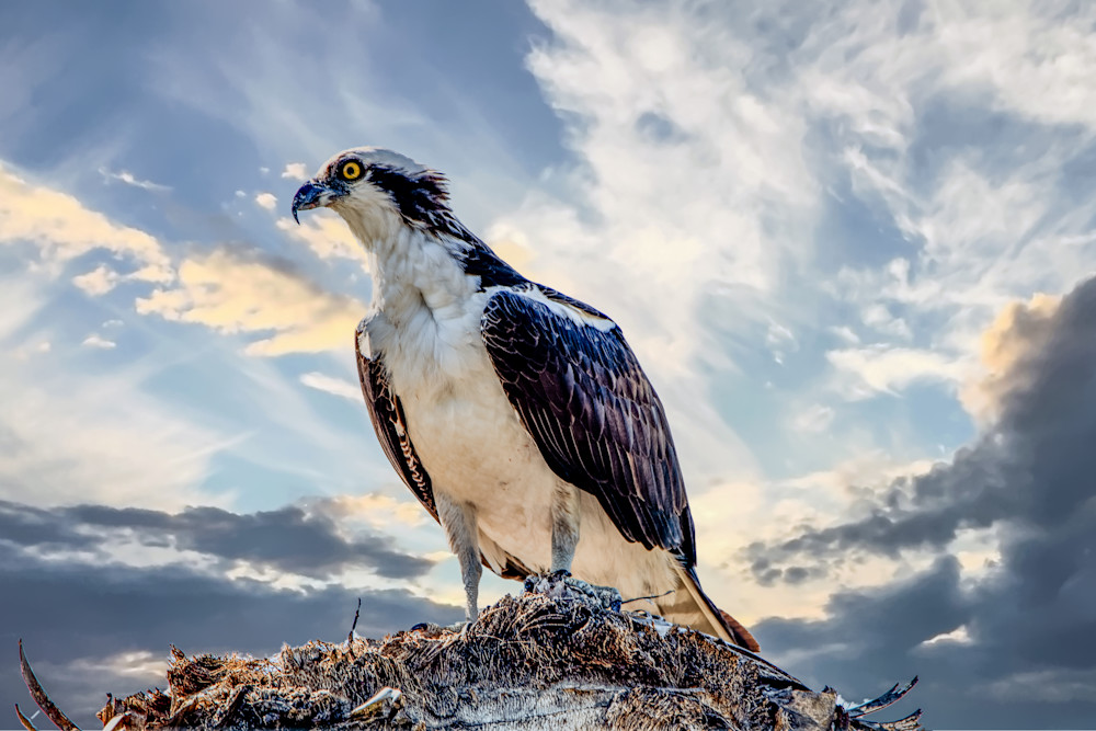 The Osprey Photography Art | Photographer David Wilson, LLC