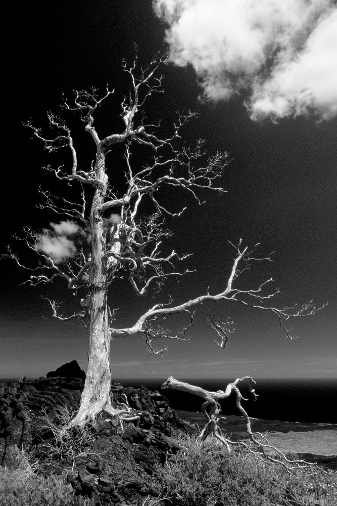 Skeleton Tree Skeleton Tree
