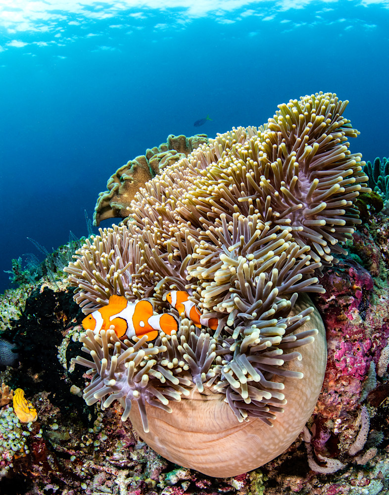Clownfish in an anemone is a fine art photograph for sale