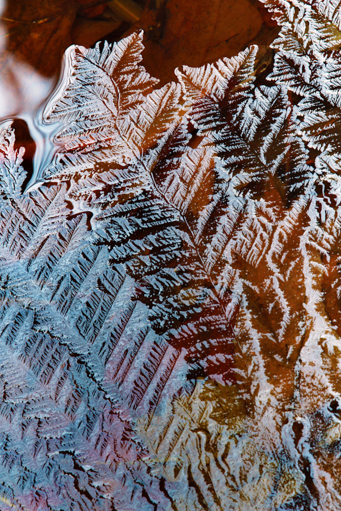 Ice Ferns Ice Ferns