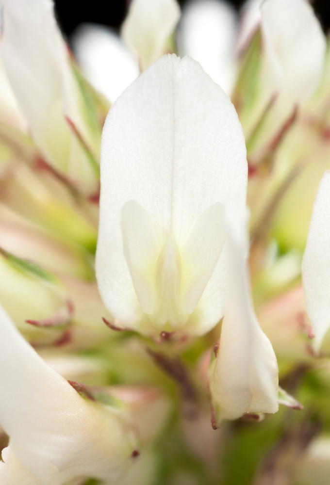 White clover flower macro, 4x life-size - shop prints | Closer Views