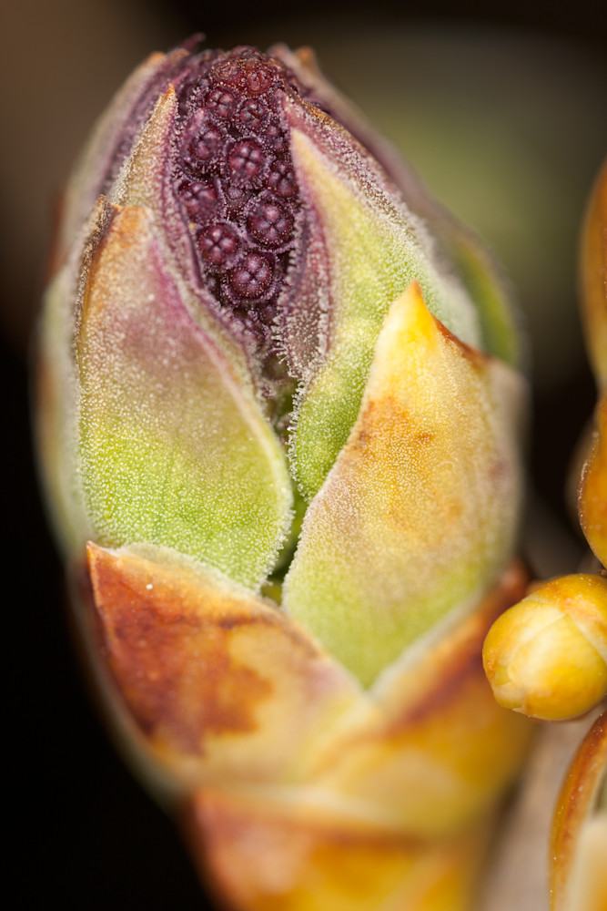 Close-up of lilac leaf and flower bud - fine art macro photograph