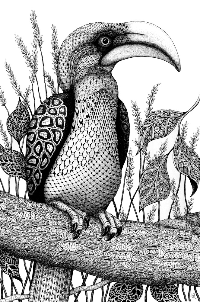 Hornbill Hornbill