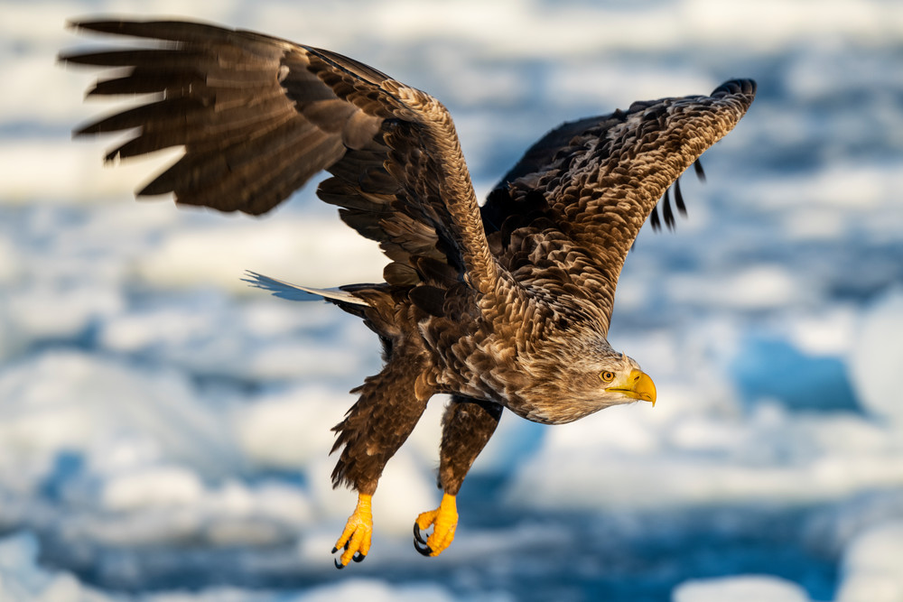 White tailed eagle and drift ice