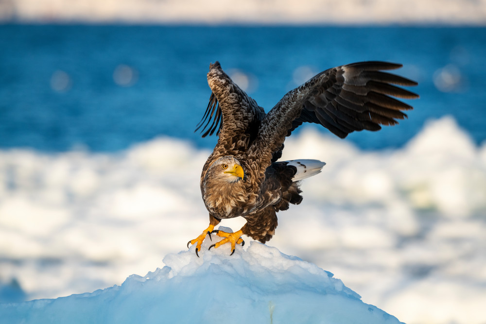 A white tailed eagle is about to fly