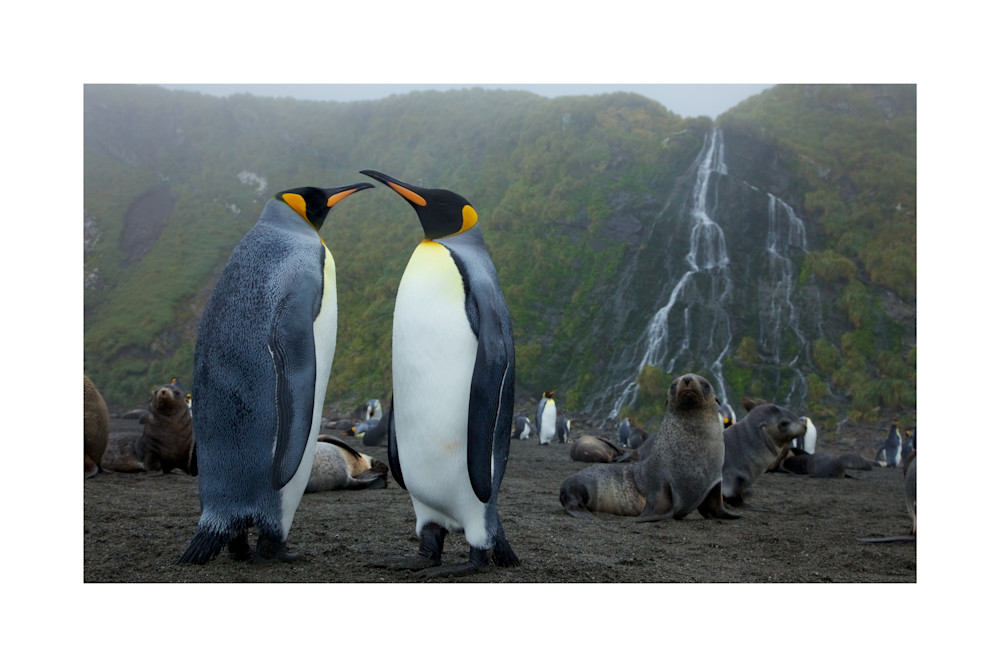 Photo of King Penguins, Antarctic Fur Seals, and waterfall on South Georgia.