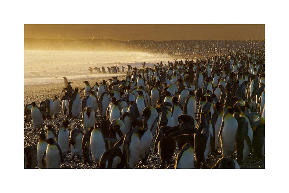 Photo of King Penguins in South Georgia.