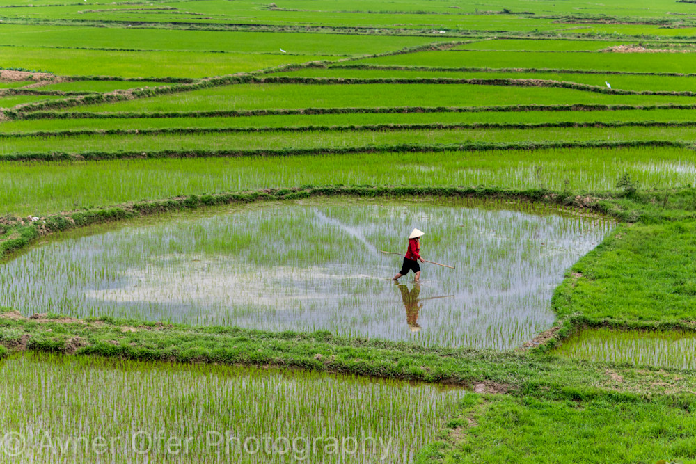 Woman working in rice paddies, Vietnam