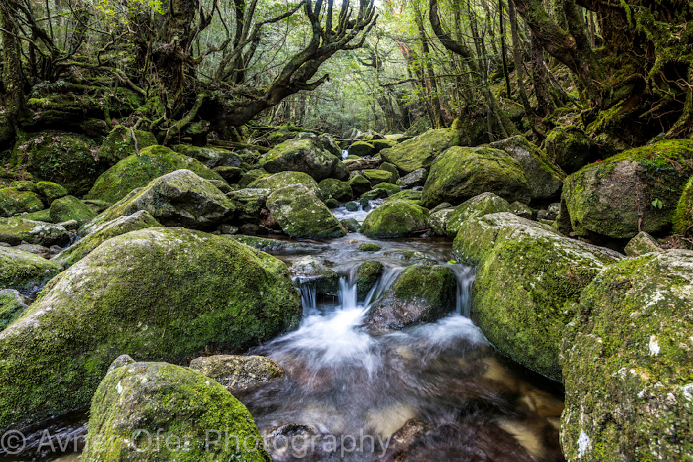 Moss forest stream, Yakushima, Japan