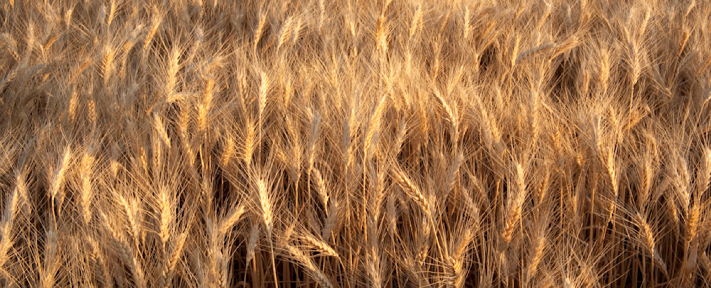 Ripening Soft White Wheat in the Palouse Region of Spokane County, Washington