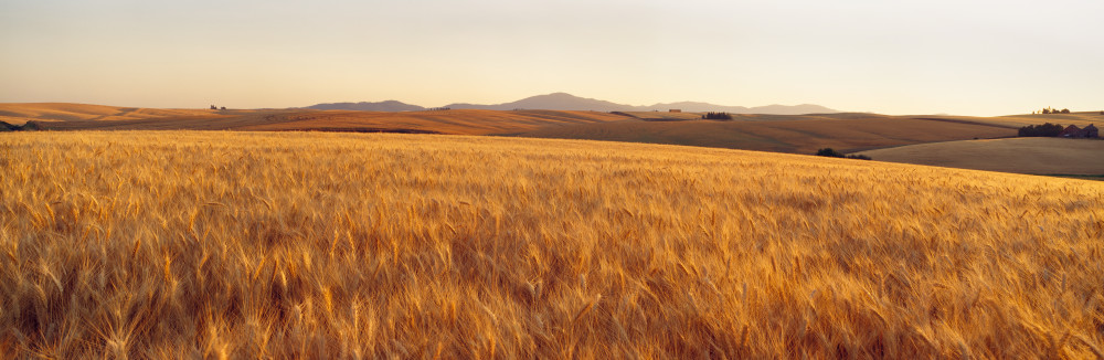 Soft White wheat panoramic view of the Palouse region of Spokane County, Washington state.