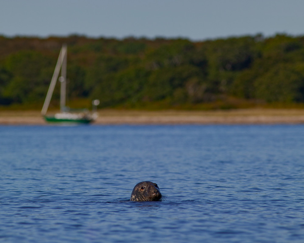 Harbor Seal Naushon