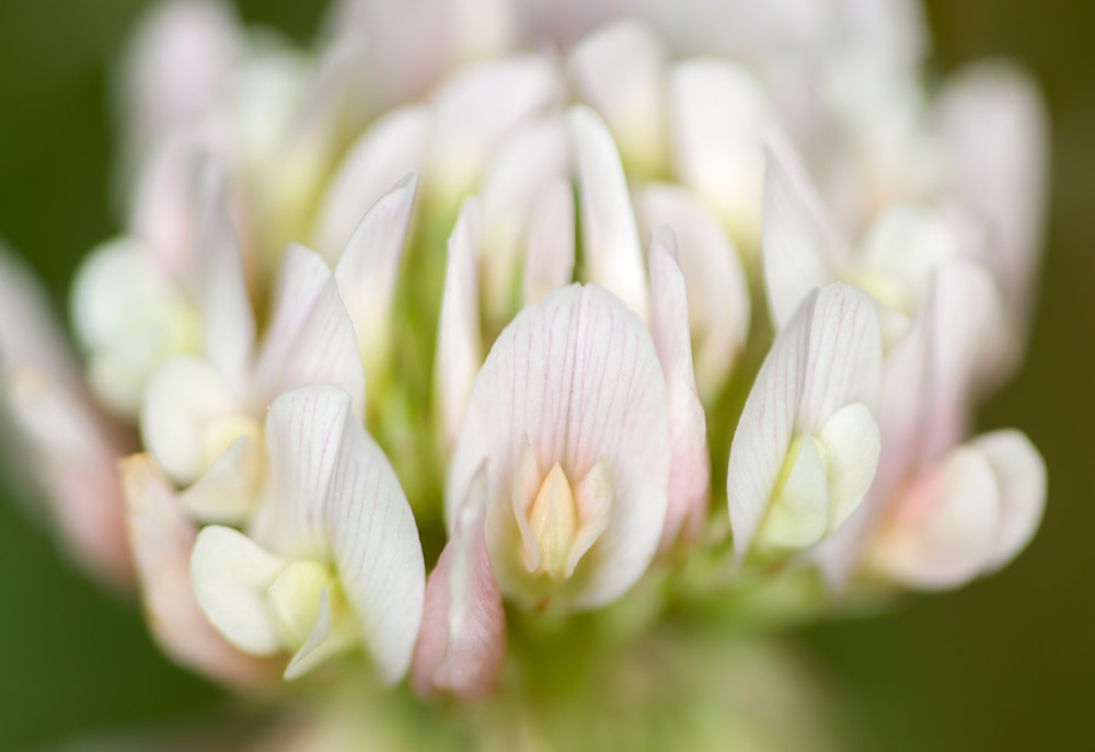 White Clover Flower-head